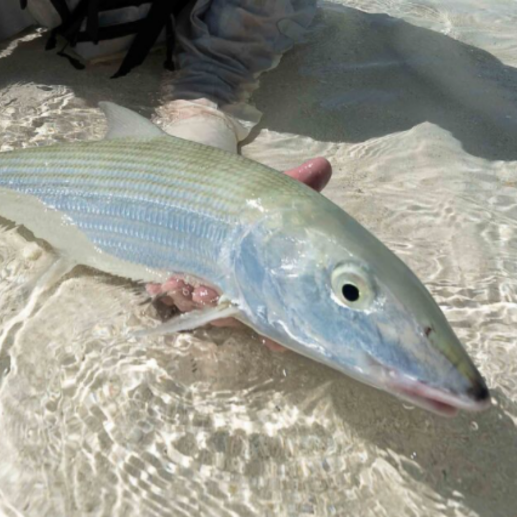 fish caught on the fly
