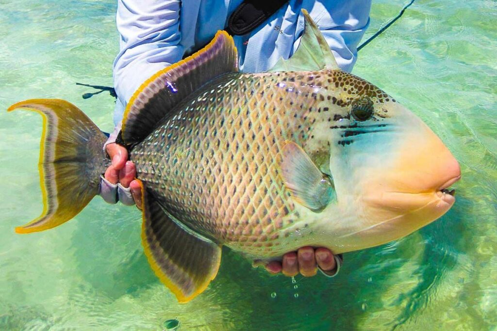 Saltwater Fish Facts and 3 Triggerfish Species
