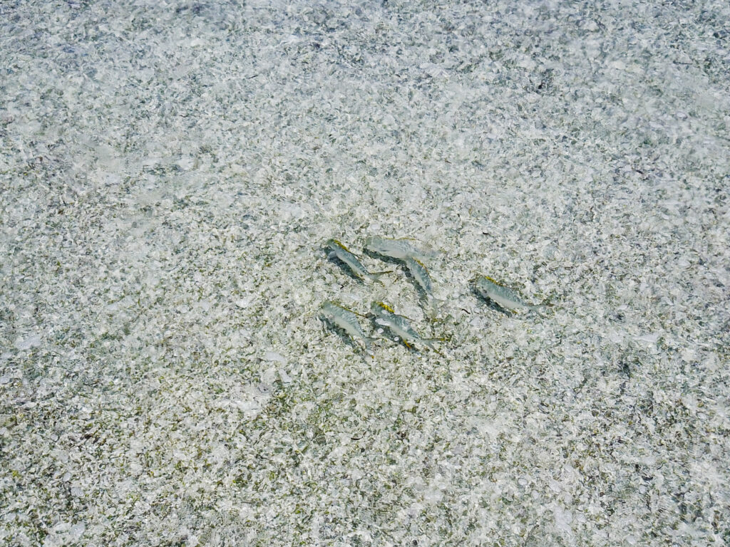 Fly Fishing Destinations Amirantes