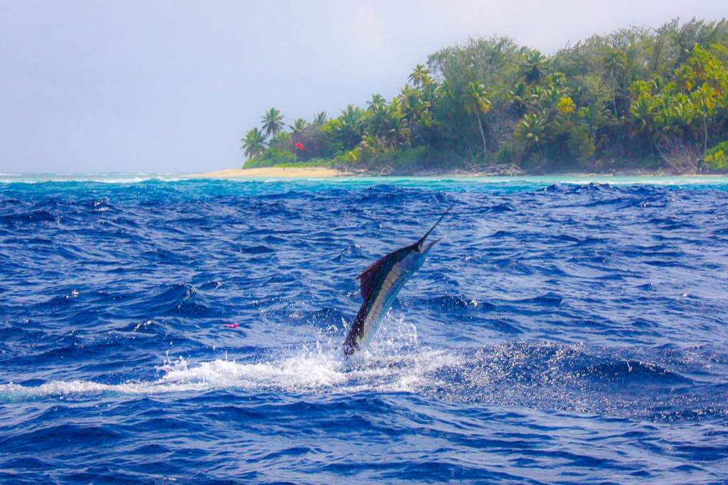 Step by step guide to land a sailfish