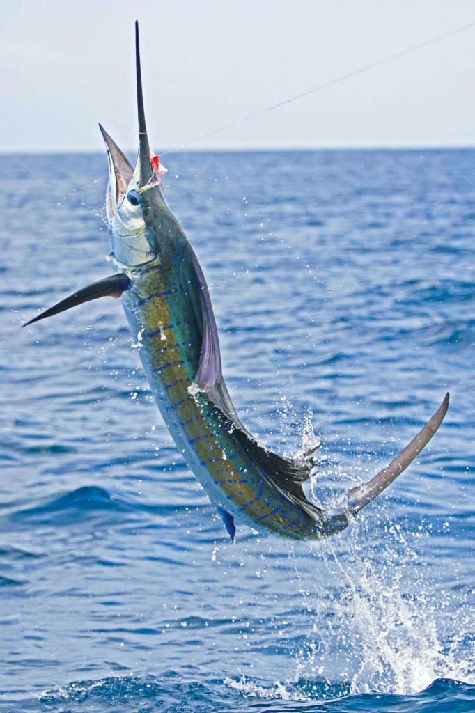 Step by step guide to land a sailfish
