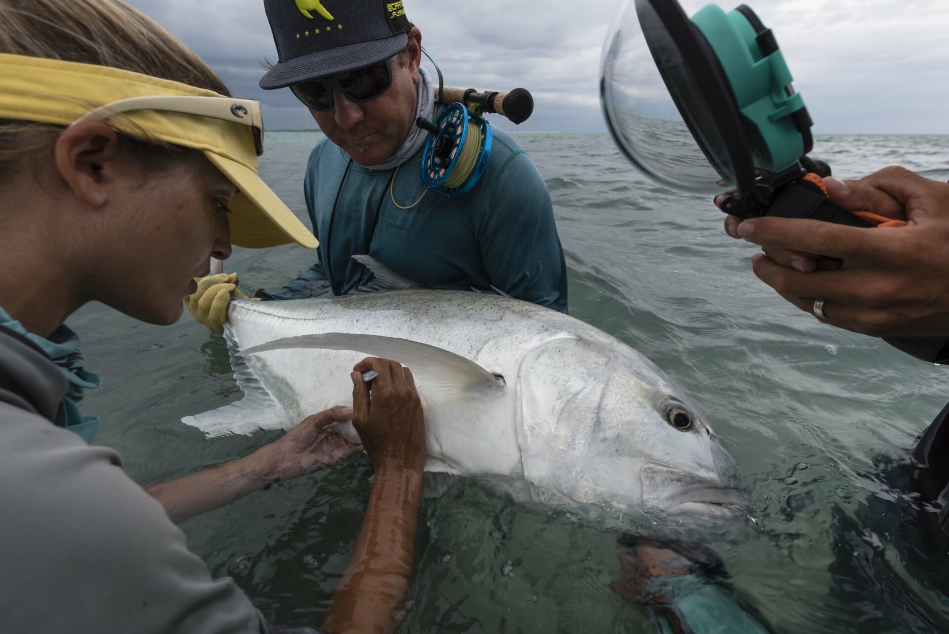 GT being tagged at Alphonse Island