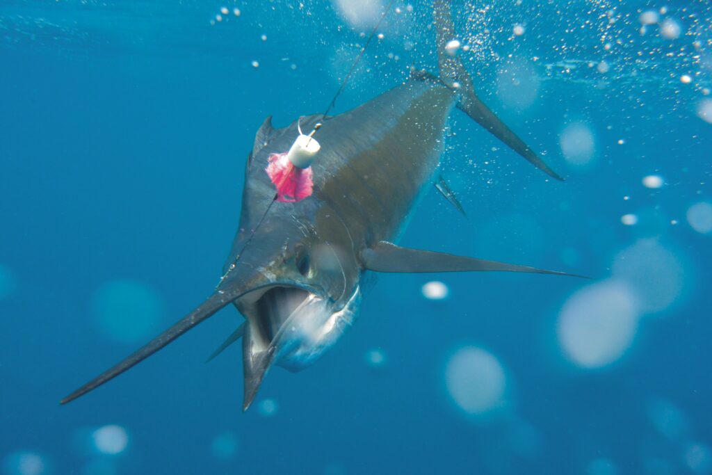 Sailfish fishing while liveaboard and explore