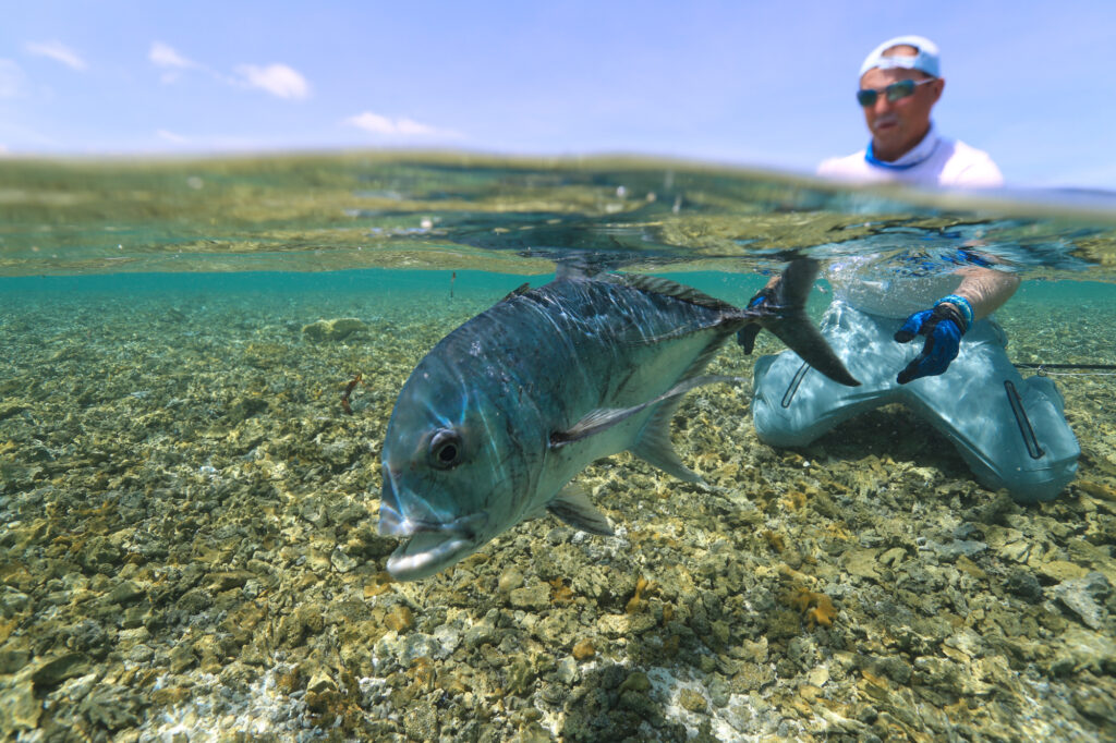 Man releasing a GT in the Ocean - did you know