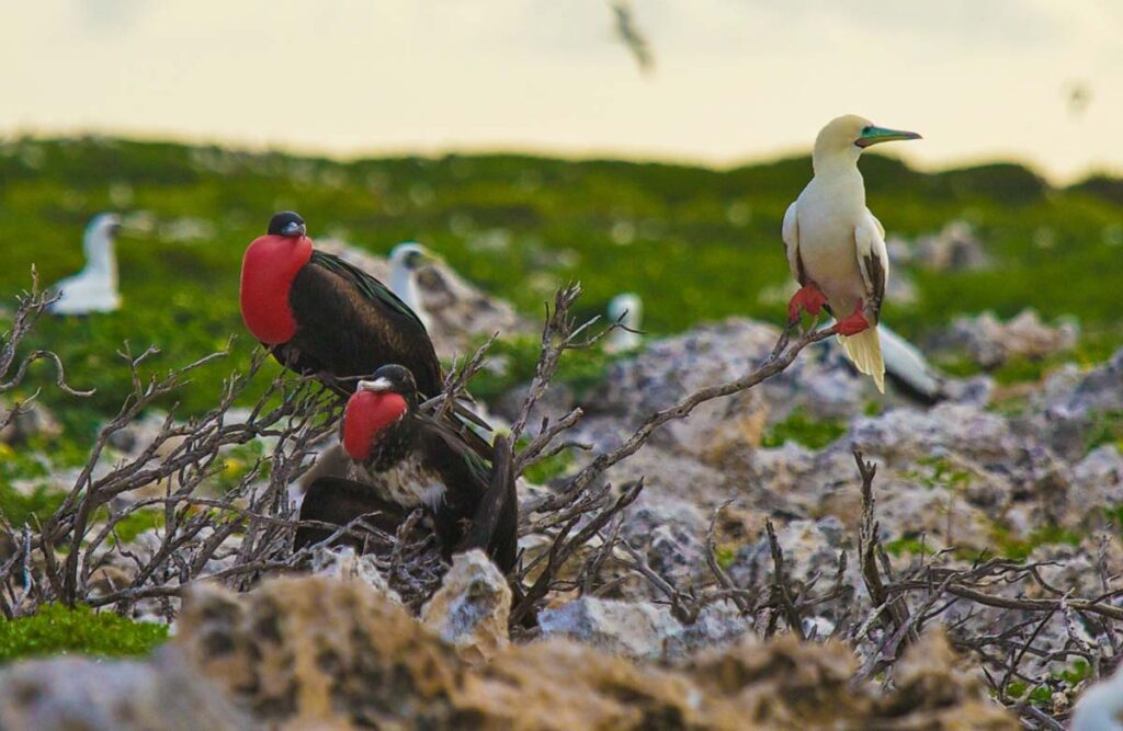 High adventure sport fishing also allow time to view the birds
