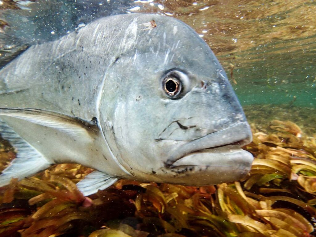 BBC Earth - A giant trevally found at Alphonse Island