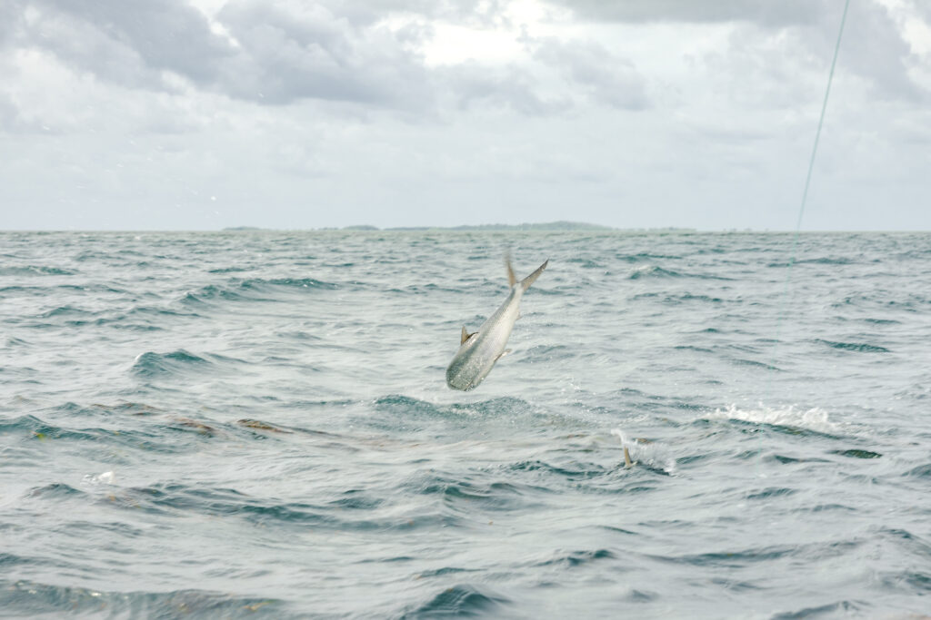 milkfish jumps out of the water - myth busted