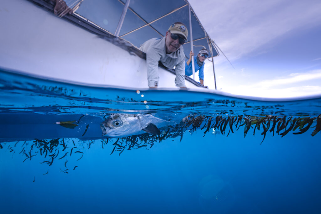 Milkfish Myth Busted - angler releasing a milkfish into the ocean