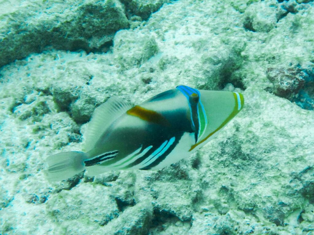 Saltwater Fish Facts