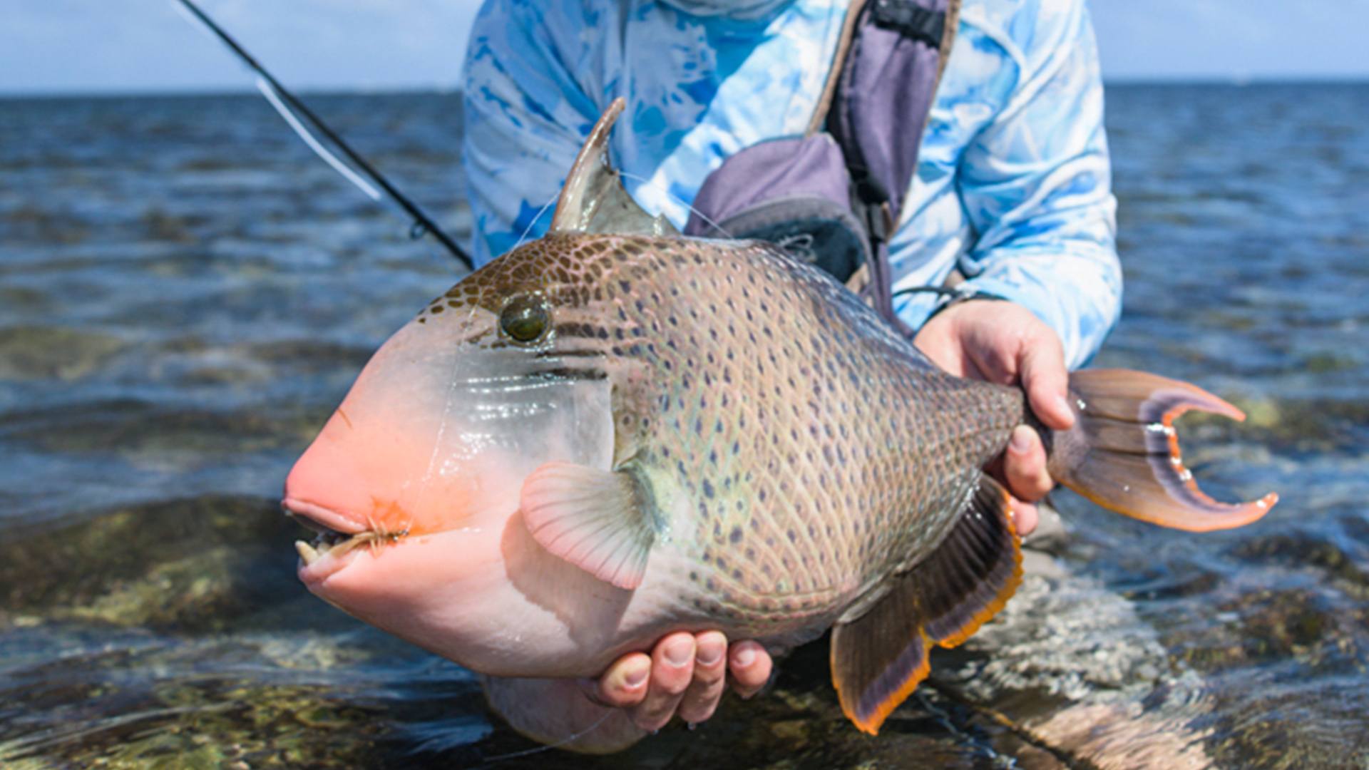 Triggerfish caught on fly