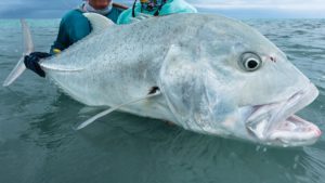 Gaint trevally Seychelles