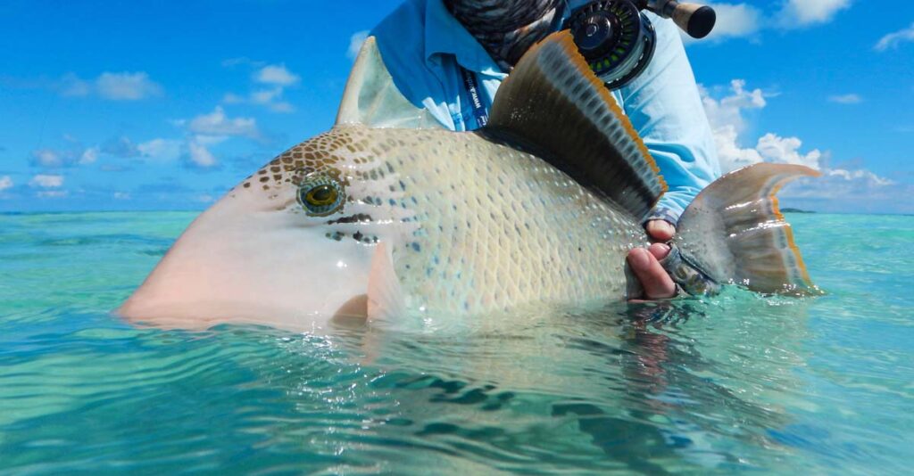 Yellowmargin triggerfish caught on a fly at Alphonse Island.