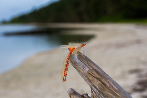 Best fly for Bonefish - The Spawning Shrimp
