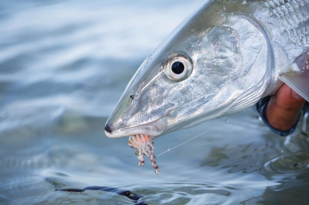 Head of a bonefish